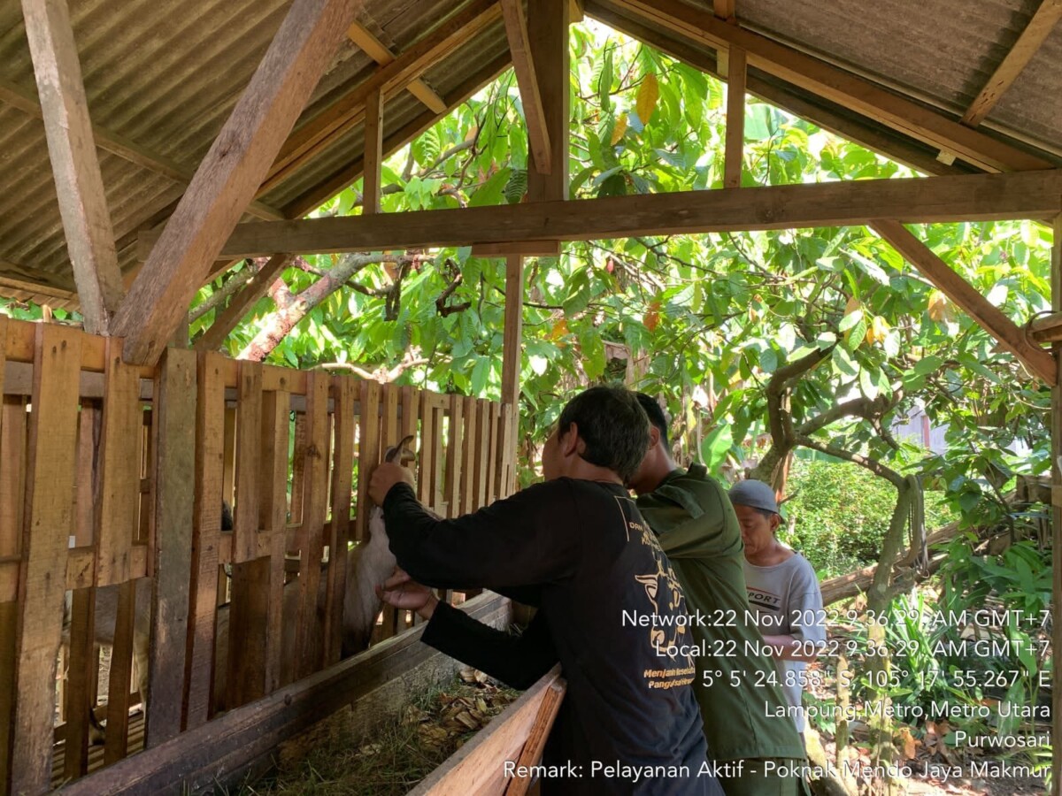 Pelayanan Aktif di kelompok Ternak Mendo Jaya Makmur Kelurahan Purwosari Kecamatan Metro Utara.